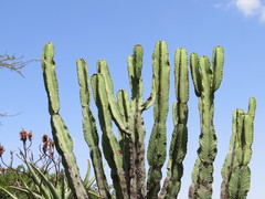 Euphorbia ingens image