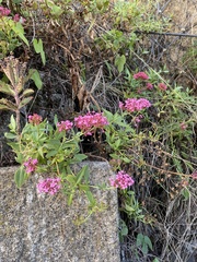 Centranthus ruber