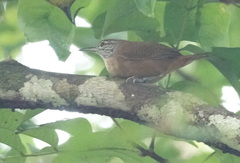 Cantorchilus leucotis