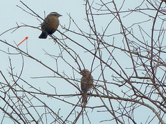 Leistes superciliaris