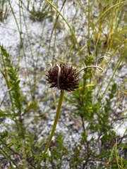 Schoenus curvifolius