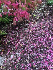 Euonymus