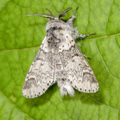 Furcula occidentalis