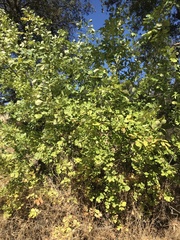 Fraxinus latifolia
