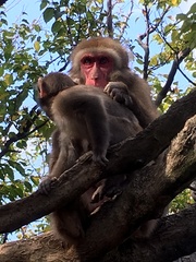 Macaca fuscata fuscata