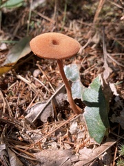 Laccaria laccata