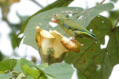 Brotogeris cyanoptera