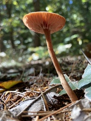 Laccaria laccata