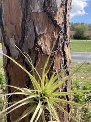 Tillandsia utriculata