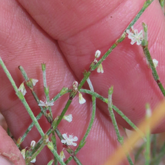 Eriogonum wrightii