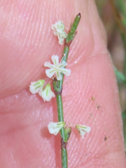 Eriogonum wrightii
