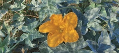 Cucurbita palmata