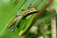 Mastusia quadricarinata