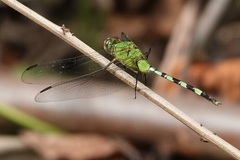 Erythemis vesiculosa