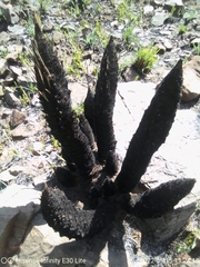 Xerophyta retinervis