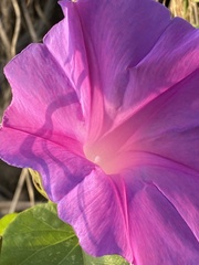Ipomoea indica