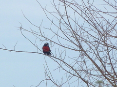 Leistes superciliaris