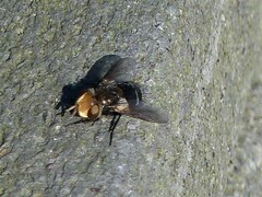 Oestroidea