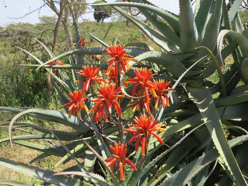 Aloe volkensii
