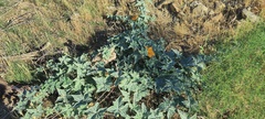 Cucurbita palmata