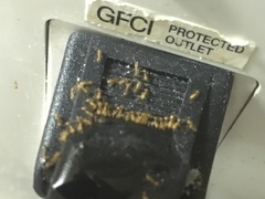 Monomorium pharaonis