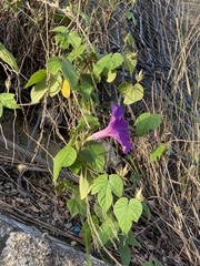 Ipomoea indica