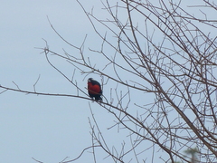 Leistes superciliaris