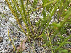 Schoenus curvifolius