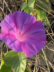 Ipomoea indica