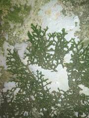 Frullania