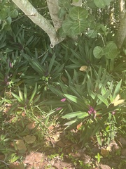 Tradescantia spathacea