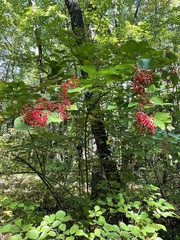 Viburnum dilatatum