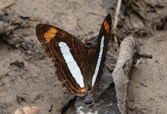 Adelpha