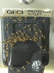 Monomorium pharaonis