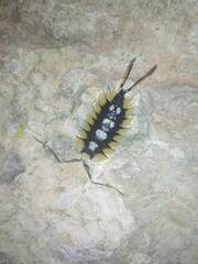 Porcellio expansus