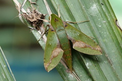 Xylophanes chiron