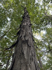 Carya carolinae-septentrionalis