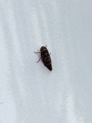 Aphrophora permutata