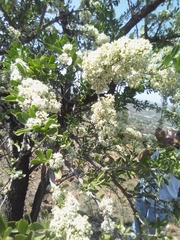 Gymnosporia buxifolia