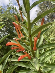 Lobelia excelsa