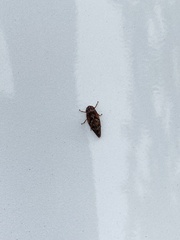 Aphrophora permutata