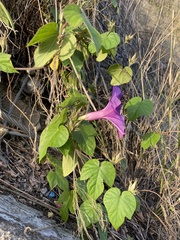 Ipomoea indica