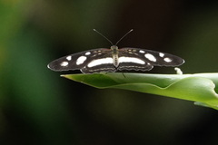 Eresia