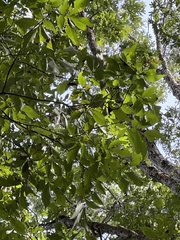 Carya carolinae-septentrionalis