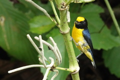 Euphonia xanthogaster
