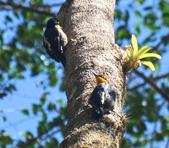 Melanerpes flavifrons