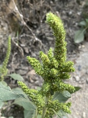 Amaranthus retroflexus