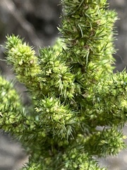 Amaranthus retroflexus