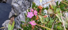 Kalmia microphylla