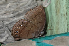 Erichthodes antonina